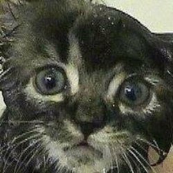 Чебурашкин Кот