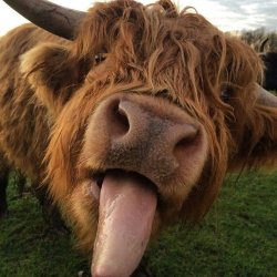Angus